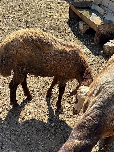 Mal-qara: Tam sağlam qırmızı qoçlardı damazlıq istəyən olsa əlaqə saxlasın ünvan — 2