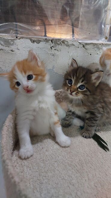 Pişiklər: Britan, Erkək, Dişi, Yaxşı əllərə, Ödənişli çatdırılma — 6