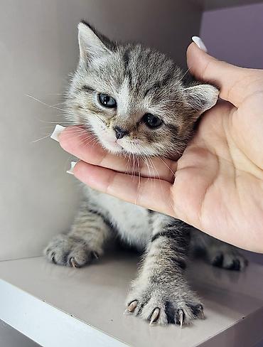 Pişiklər: Britan, Erkək, Ünvandan götürmə — 6