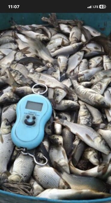 срочно продаю в связи с переездом: Продаю малька карпа, и молодь толстолоба. Водоем спущен и готов к