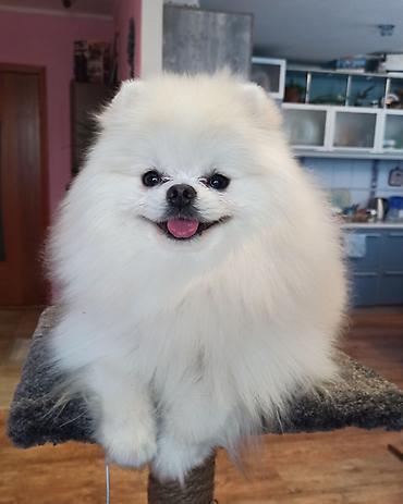 Вязка собак: Шпиц Померанский, Предлагается для вязки, не продается! Даёт — 1