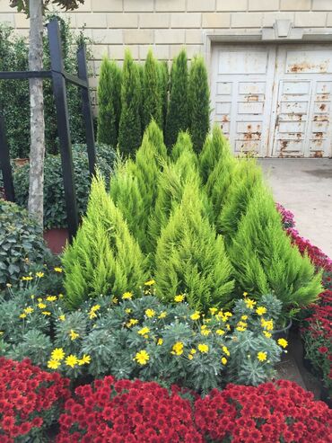 Ağaclar: Dekarativ agaclarin satisi qazon torpaq torf diger gubrelerin satisi — 14