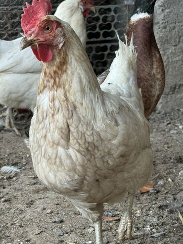 яйца фазанов: Продаю 8 кур породы Соня грей, яйца несут каждый день молодые. Торг