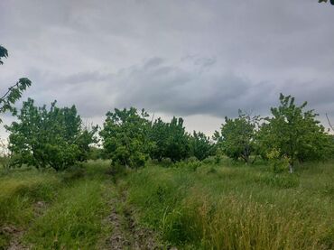 Ağaclar: 2 hektar 79 sot Məhsul: Gilas bağı Xaçmaz Rahimoba yolunda Asvaltdan — 11