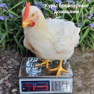 сколько стоит 1 кг красной икры: Бройлер :, 4 кг