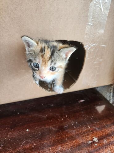 Pişiklər: Erkək, Yaxşı əllərə — 12