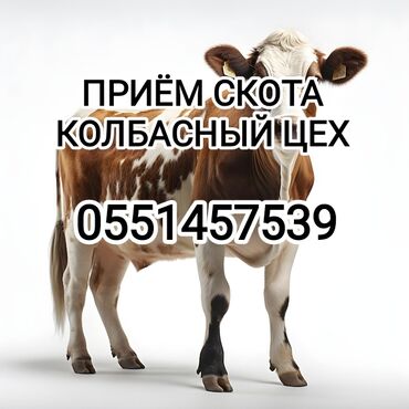 колбасные цех: Куплю | Коровы, быки, Лошади, кони | Забитый, На забой, на мясо, На откорм