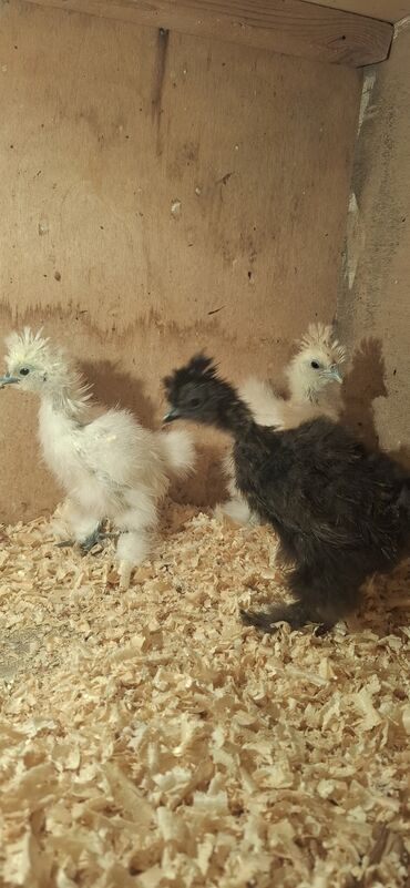 Cücələr: Toyuq cücələri, Damazlıq — 6