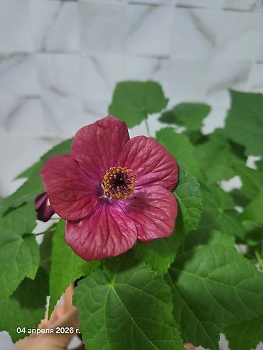 Бегонии: Бегонии и абутилон — укоренённые саженцы в стаканчиках/горшочках. 1) — 11