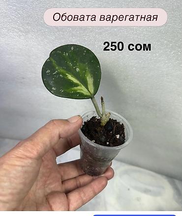 Хойи: Хойя (Hoya) Nui 400 сом( Hoya macrophylla от 250 сом Хойя — 25