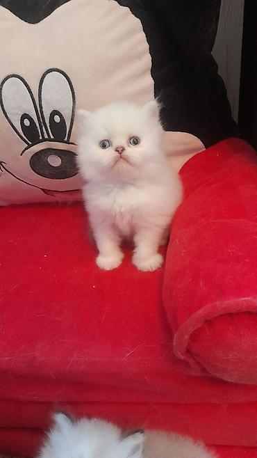 Pişiklər: Fars — 7