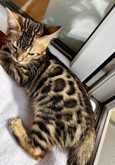 котиков: 🐆 Продаётся бенгальский котик — 7 месяцев 🐾 Очень красивый и — 2