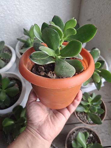pilastik qapi: Succulent – Pul bitkisi (Crassula ovata) fidanları - Növ: Crassula — 3