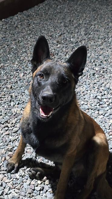 Продажа собак: Щенки метисы (короткошёрстные, тигровый и чёрный окрасы) смесь питбуль — 9