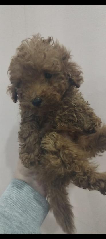 golden retriever satılır: Pudel, 2 ay, Erkək, Peyvəndli, Ödənişli çatdırılma — 2