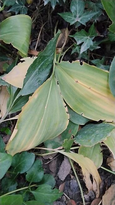 Папоротники: Оноклея (Onoclea sensibilis) — декоративный папоротник для сада и — 8
