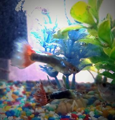 Рыбы: Продаются 2 аквариума с рыбками гуппи 🐠 В комплекте: ^ два ухоженных — 13