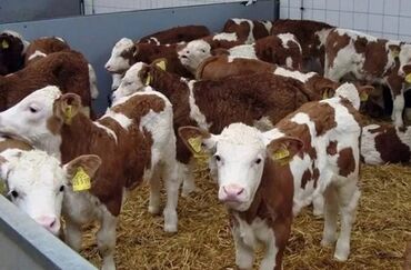 продаю музоо торпок корова самка бык самец айрширская ангус алатауская на забой для разведения на откорм племенные нетель привязанные: Продаю | Корова (самка), Бык (самец), Тёлка