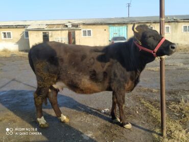 карап жашаганга уй керек: Продаю | Корова (самка) | Алатауская | Для разведения | Искусственник