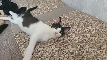 молодой: Котята домашние, разного окраса - Возраст: молодые, активные. - — 2