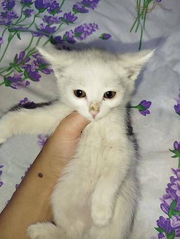 белые котята: Отдам в хорошие руки Котята, домашние. На фото: -Белый котёнок с — 3