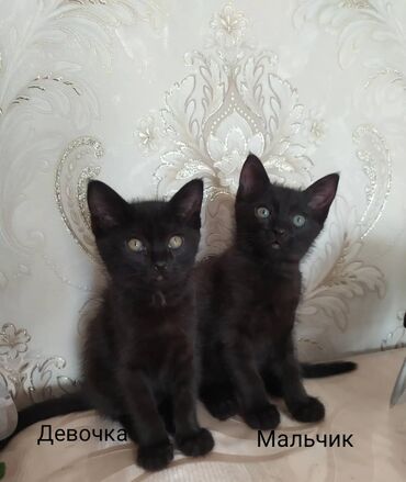 Отдам даром кошку: Кошка даром: Бомбейская, 3 месяца, Мальчик, Приучена к лотку