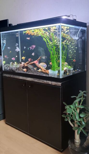 Akvariumlar: Dördbucaq akvarium, 130 l