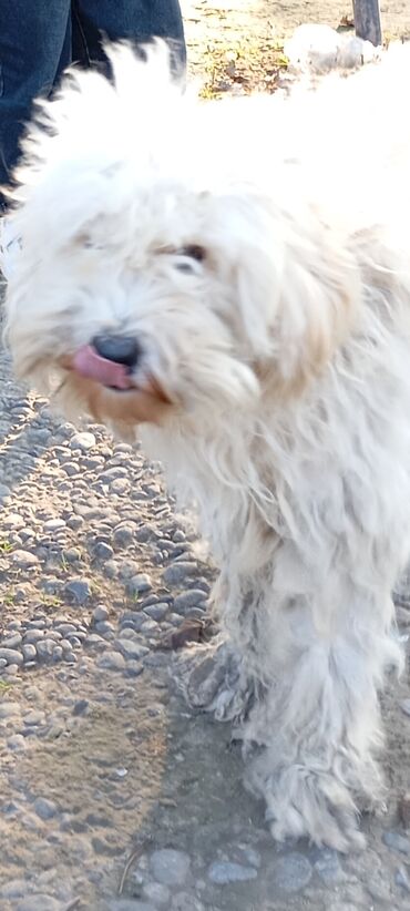 İtlər: Pudel — 2