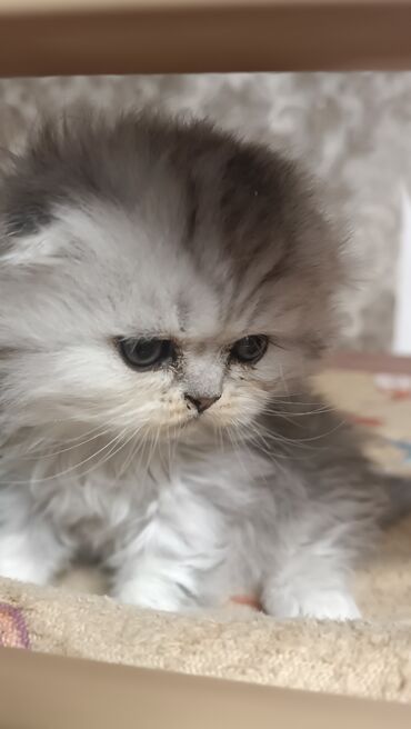 котята простые: Шотландские котята готовы к раннему бронированию!!! Родились 30 апреля