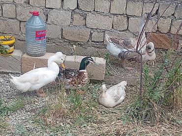 bakida cins ineklerin satisi: Elim yandida satılir tecili köcle baglı 4 qaz 1erkek 3disi hal hazırda — 4