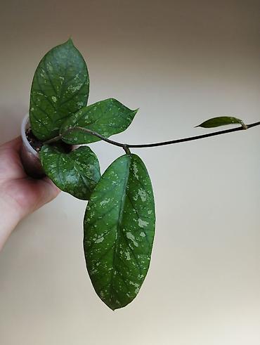 Папоротники: В продаже : Папоротник Тигр, Сингониум Орм Нак, Хойя New Moon — 11