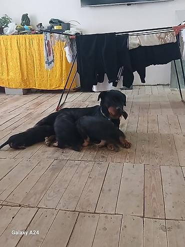 İtlər: Rotveyler, Peyvəndli — 12