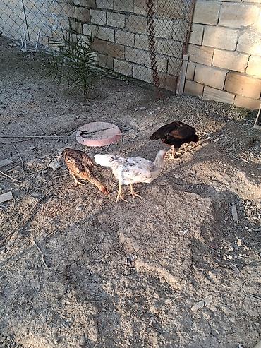 Cücələr: Toyuq cücələri, Ətlik — 2