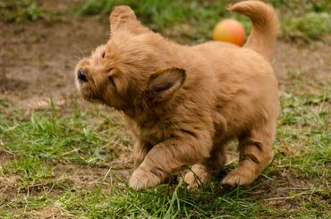 Άλλα: Εξαιρετικά κουτάβια Golden Retriever για δωρεάν υιοθεσία Δεν είμαστε