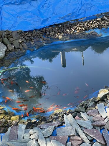 аквариум с рыбами: Золотые рыбки, рыбки для пруда-зимующие. Вырастают до 20-25 см. Рыбкам