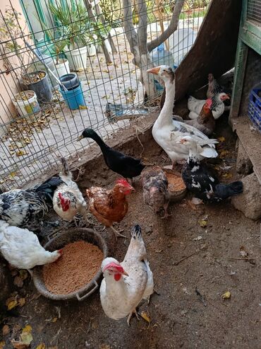 Toyuqlar: Satılır: həyət quşları (qarışıq) - Növ və rənglər: ağ qaz, ağ muskus — 6