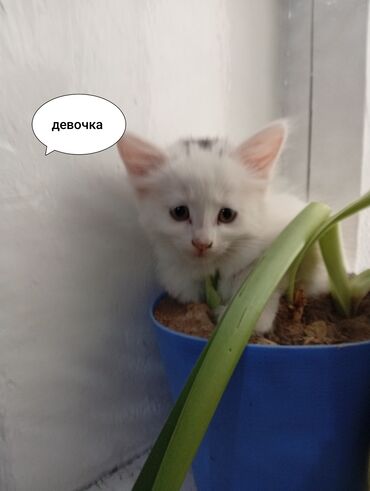 домик для кошки многоуровневый: Белоснежные котята домашние. - Пол: девочка и мальчик (указано на