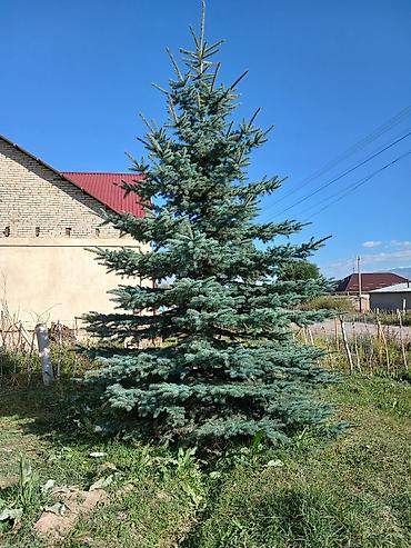 ковры бишкек цена: Голубой ель (picea pungens) — 1