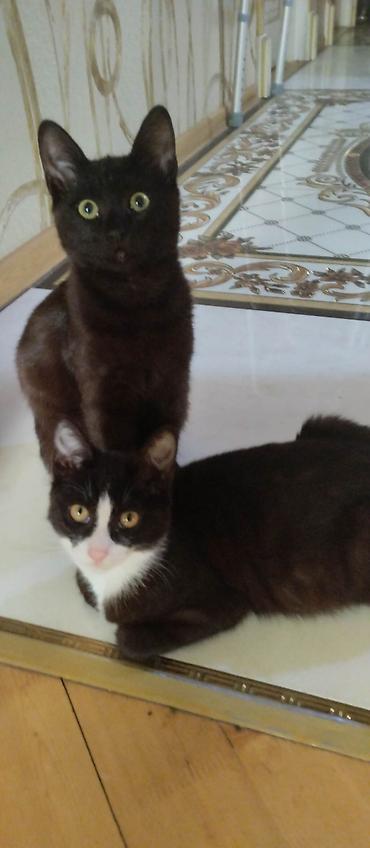 Pişiklər: Yaxşı əllərə — 11