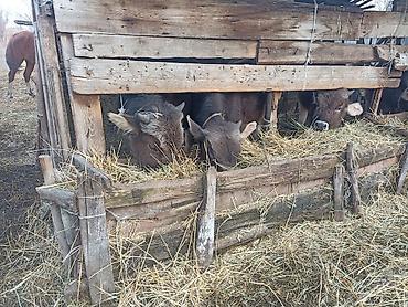 Коровы, быки: Продаю | Бык (самец) | На откорм | Привязанные — 10