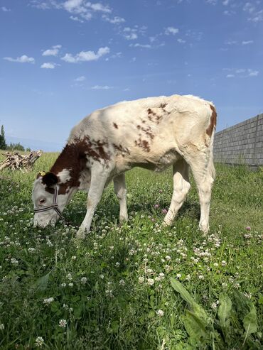 продажа козы: Продаю | Корова (самка), Тёлка, Музоо, торпок | Монбельярд | Для разведения, Для молока | Племенные