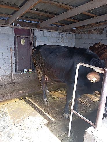 Коровы, быки: Продаю | Корова (самка) | Для молока | Привязанные — 1