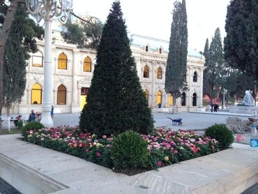 Ağaclar: Dekarativ agaclarin satisi qazon torpaq torf diger gubrelerin satisi — 16