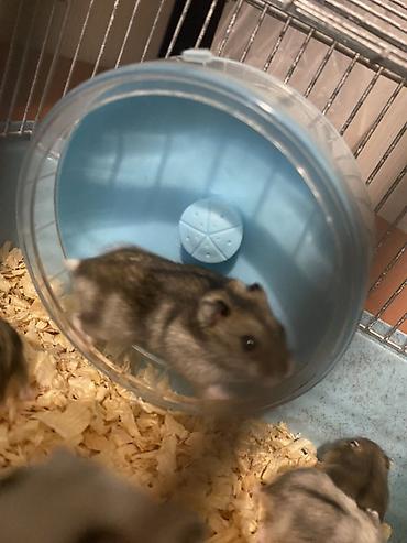 Gəmiricilər: Dwarf hamsterlər – ev heyvanı - Cırtdan/dwarf hamsterlər (bir neçə -da lalafo.az — 1 Gəmiricilər: Dwarf hamsterlər – ev heyvanı - Cırtdan/dwarf hamsterlər (bir neçə — 1