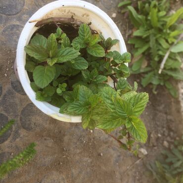 Ostale kućne biljke: Razno ne mrzne na lalafo.rs — 3 Ostale kućne biljke: Razno ne mrzne — 3