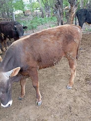 Коровы, быки: Продаю | Бык (самец) | На откорм — 2