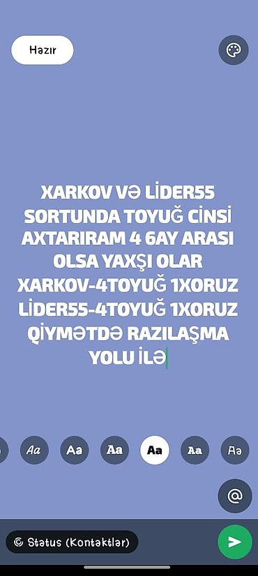 kuban toyuqlari: Toyuq, Yumurtalıq — 1