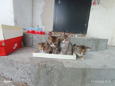 корм для кошек и котят: Отдам даром котят!Им 1,5 месяца,едёт домашнюю еду,и корм.Ходят в
