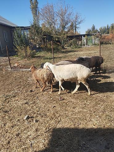 продажа домашних животных: Продаю | Овца (самка) | Для разведения — 1