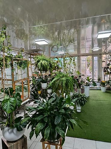ххх школьники: Продам орхидеи Каттлея на блоках, оптом 6шт и три в горшках, за 4тыс — 3